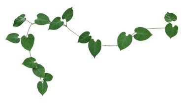 Heart shaped green leaves climbing vine flowering plant of Morning glory flower isolated on white background with clipping path, green nature frame layout.	