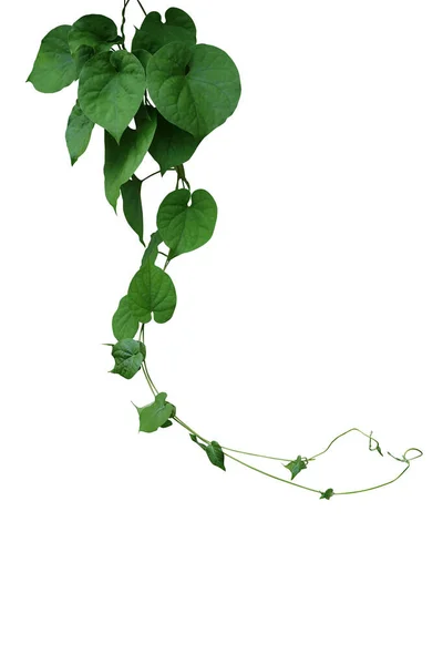 Twisted Jungle Wijnstokken Opknoping Liana Plant Met Hartvormige Groene Bladeren — Stockfoto