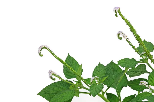 Indian Heliotrope Eller Indian Turnsole Heliotropium Indicum Medisinsk Urteplante Hirsute – stockfoto