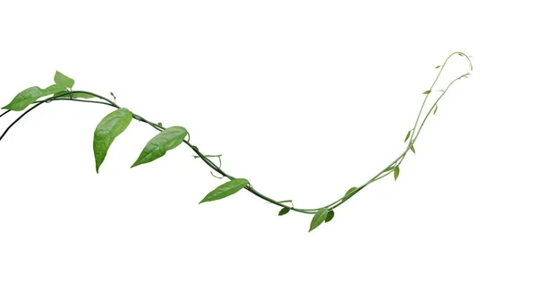 Στροβιλιζόμενα Αμπέλια Αναρρίχησης Φυτά Απομονωμένα Λευκό Φόντο Μονοπάτι Απόληξης Πράσινα — Φωτογραφία Αρχείου