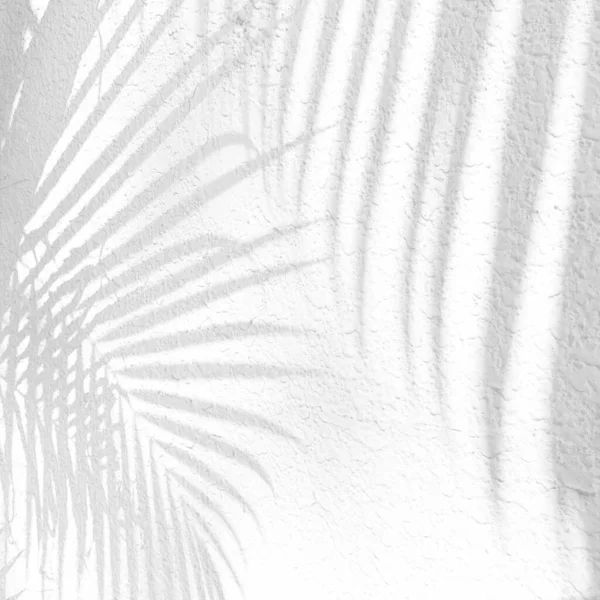 Palm leaves plant shadows on rough white concrete wall abstract blurred tropical background..