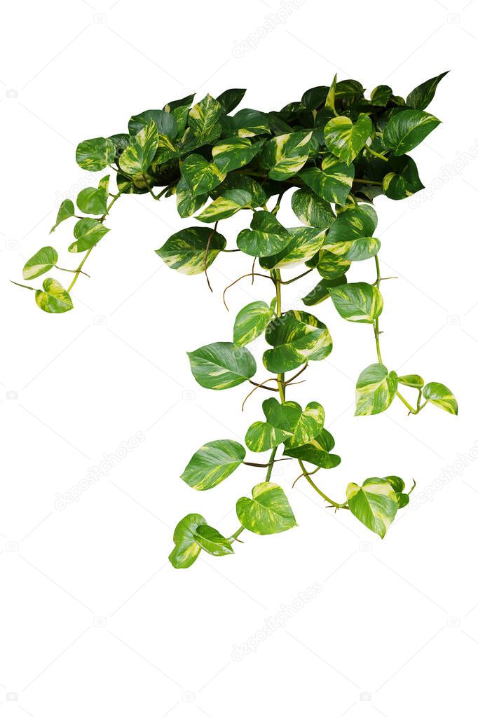 Heart shaped green variegated leave hanging vine plant bush of devils ivy or golden pothos Epipremnum aureum popular foliage tropical houseplant isolated on white with clipping path.