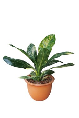 Green yellow variegated leaves with water drops of rare Dieffenbachia (Dumb cane) tropical potted plant popular foliage houseplant isolated on white background with clipping path.