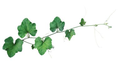 Pumpkin green leaves vine plant stem and tendrils isolated on white background, clipping path included.	