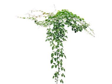 Çalı üzümü veya üç yapraklı yabani asma cayratia (Cayratia trifolia) liana sarmaşık bitkisi çalısı, şeffaf arka planda doğa çerçeveli orman sınırı.