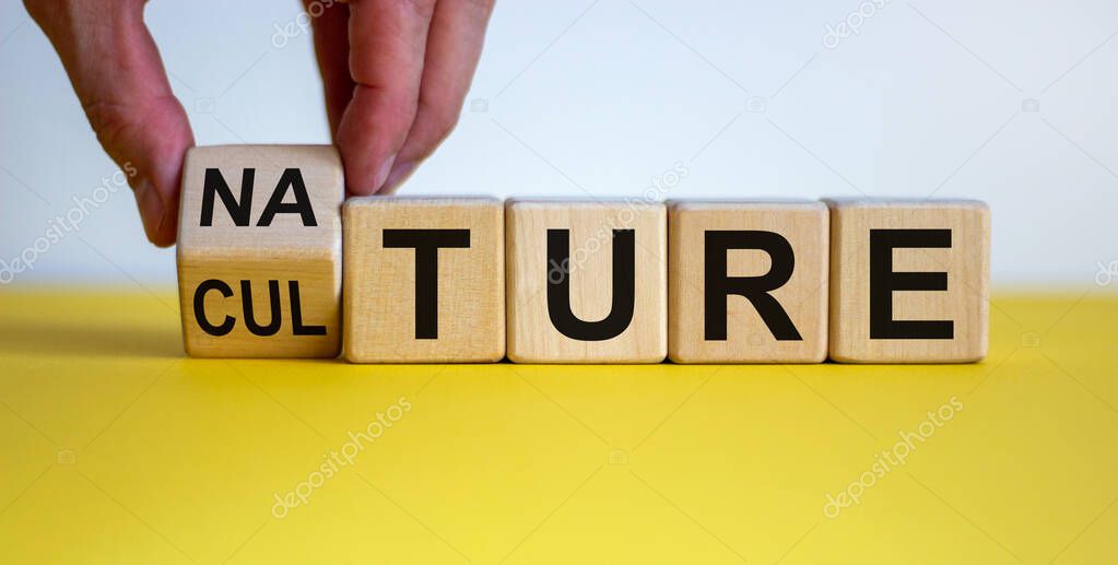Male hand flips wooden cubes and changes the inscription 'culture' to 'nature' or vice versa. Beautiful yellow table, white background, copy space.