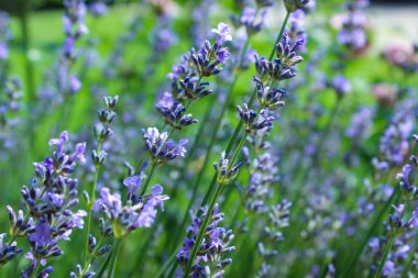 Lavanta çiçeği tarlası. Büyüyen ve açan lavanta. Huzurlu doğa.