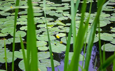 Bir orman gölünün yüzeyindeki sarı su zambağı. Kavram. Huzurlu doğa.