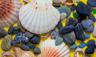 Deniz taşları ve deniz kabukları. Güzel sarı arka plan. Kavram.
