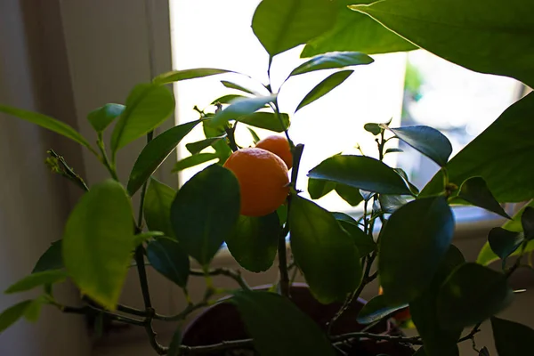 窗户上的盆子里有一棵普通话树 柑橘网 知更鸟 水果和花卉 漂亮的白色背景 胡姆花园概念 — 图库照片