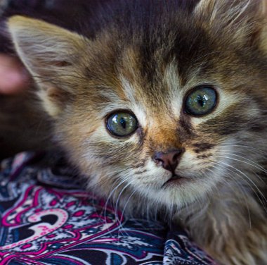 Hayvan sembolü. Evcil bir kedi örgü örmüş battaniyeyle halıya uzanıp kameraya bakıyor. Renkli fotoğraf. Hayvan, barışçıl doğa konsepti.