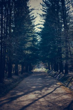 Arka planda ışık ve kayalıklar olan güzel yeşil bir tünel.