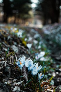 Baharda güzel bir orman olan BlueBell Ormanı. Güneş doğarken ağaçların altında mor ve pembe çiçekler..