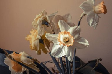 Narcissus bahar çiçekleri HDR görüntüsü. Beyaz ve sarı narsisli buket. Bahçeden taze narsisli bitki. Bahar çiçekleri. En iyi çiçek duvar kağıdı. Eski tarz bahar fotoğrafı..