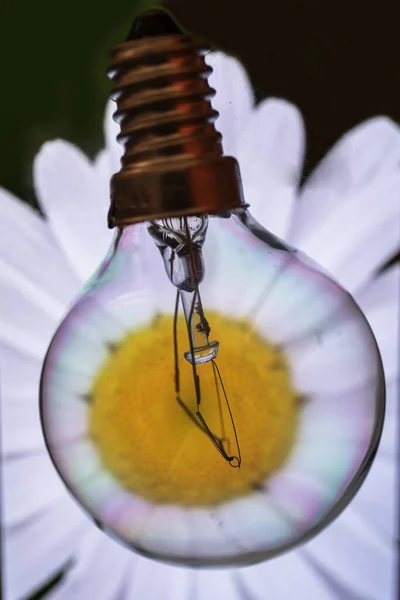 Lähikuva Hehkulamppu Valkoinen Kukka Sisällä Vastaan Pehmeä Tarkennus Tausta — kuvapankkivalokuva