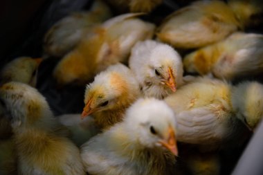 Yeni doğmuş bir tavuk yumurtadan çıkar, küçük yavruların yavruları. Yumuşak odak resmini kapat.