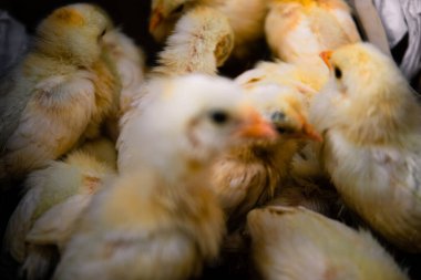 Yeni doğmuş bir tavuk yumurtadan çıkar, küçük yavruların yavruları. Yumuşak odak resmini kapat.