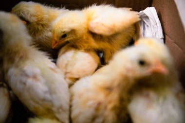 Yeni doğmuş bir tavuk yumurtadan çıkar, küçük yavruların yavruları. Yumuşak odak resmini kapat.