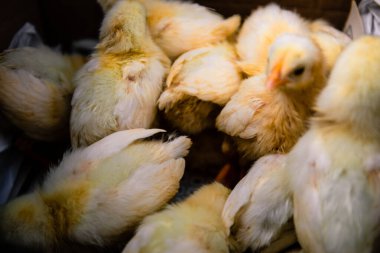 Yeni doğmuş bir tavuk yumurtadan çıkar, küçük yavruların yavruları. Yumuşak odak resmini kapat.