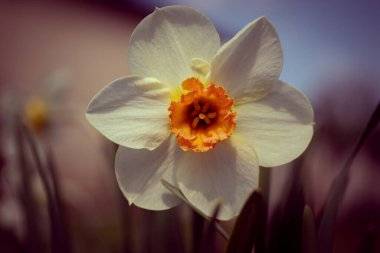 Beyaz nergis narsis çiçekleri ya da bahar günü açan kağıt beyazı. Yeşil yapraklı arka planda Narcissus papyraceus demetini kapatın. Bahçede büyüyen küçük beyaz narcis buketi.