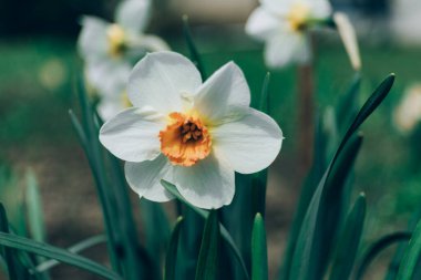 Beyaz nergis narsis çiçekleri ya da bahar günü açan kağıt beyazı. Yeşil yapraklı arka planda Narcissus papyraceus demetini kapatın. Bahçede büyüyen küçük beyaz narcis buketi.