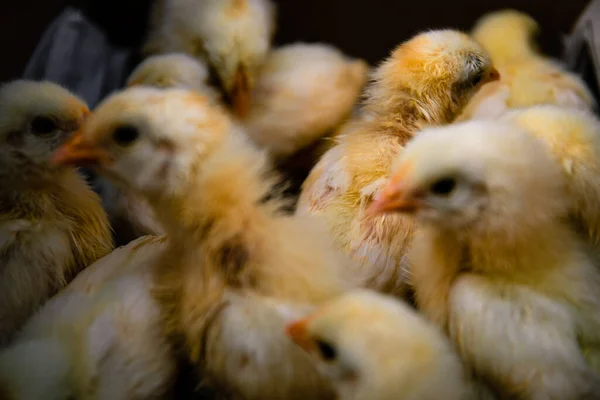 A newborn chicken is knocked out of an egg, brood of small chicks. Close up soft focus image.