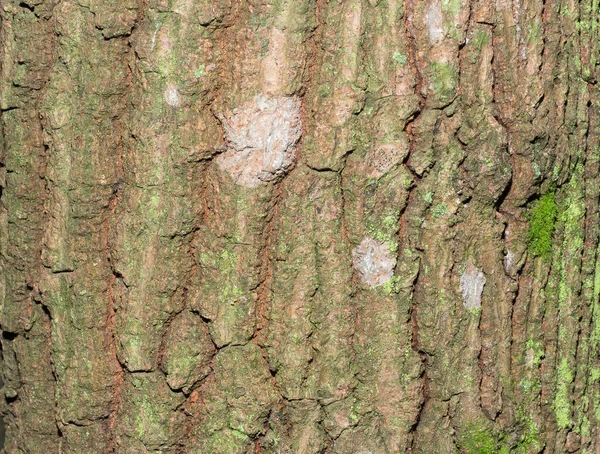 Textura Madeira Natural Com Uma Cor Verde Pontos Brancos — Fotografia de Stock