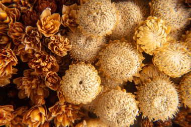 Makro detaylarda küçük kahverengi çiçekler