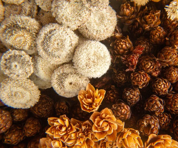 Makro detaylarda küçük kahverengi çiçekler