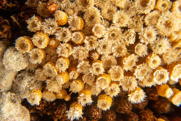 Little Brown Flowers Macro Details — Stock Photo, Image