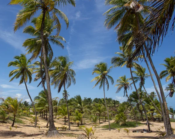 Impresionante Paisaje Lleno Cocoteros Día Soleado Con Cielo Azul —  Fotos de Stock