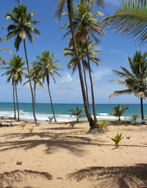 Impresionante Paisaje Frente Playa Llena Cocoteros —  Fotos de Stock