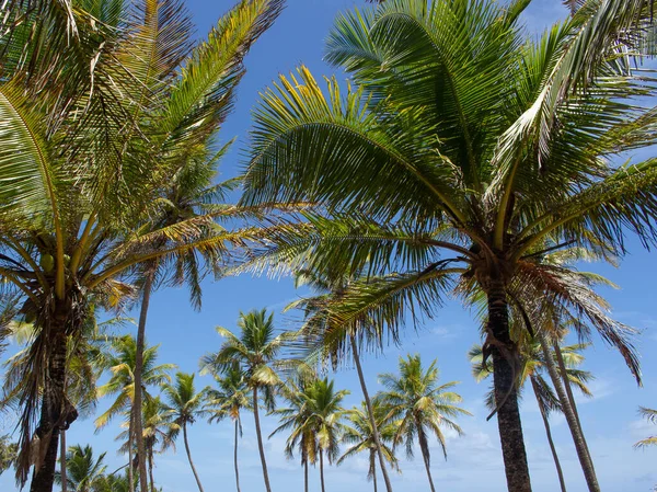 Impresionante Paisaje Lleno Cocoteros —  Fotos de Stock