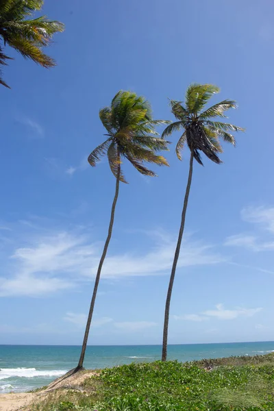 Приголомшливий Краєвид Біля Пляжу Кокосовими Деревами Сонячний День — стокове фото
