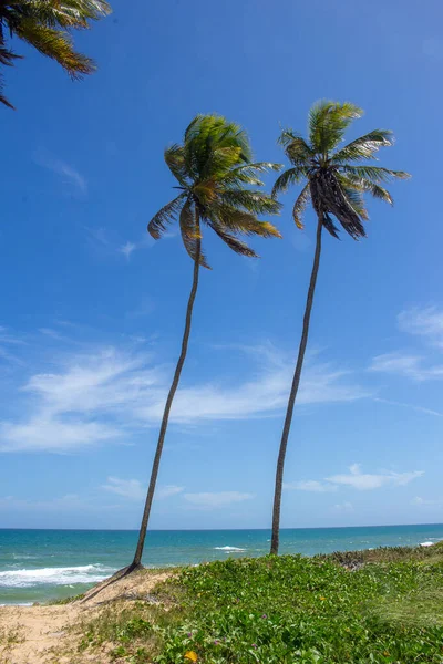 Oszałamiający Krajobraz Pobliżu Plaży Palmami Słoneczny Dzień — Zdjęcie stockowe