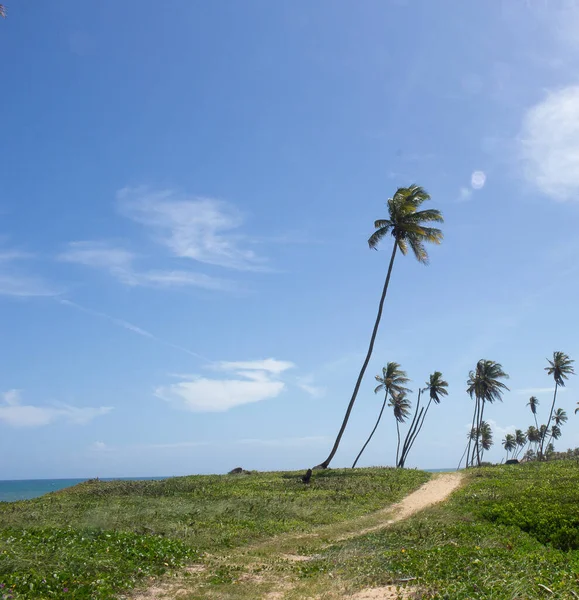 Increíble Paisaje Cerca Playa Con Cocoteros Día Soleado —  Fotos de Stock