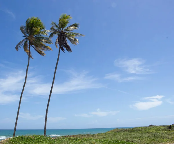 Geweldig Landschap Buurt Van Het Strand Met Twee Kokosbomen Een — Stockfoto