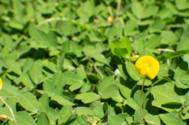 Yeşil çimen dokusunda sarı çiçek