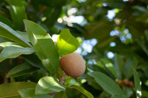 15 imagens de Árvore de sapoti, Árvore de sapoti fotografias de stock