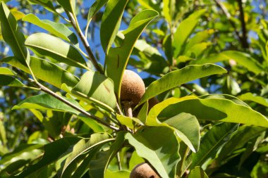 Tarım geçmişi olan sapoti bitkisinin taze meyveleri.
