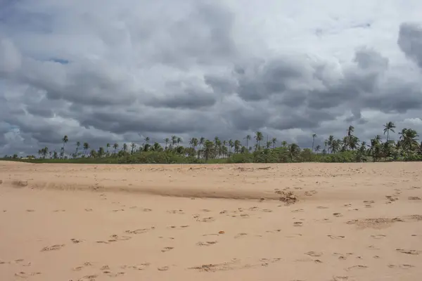 Приголомшливий Краєвид Повний Кокосових Дерев Піску Пляжі Похмурий День — стокове фото