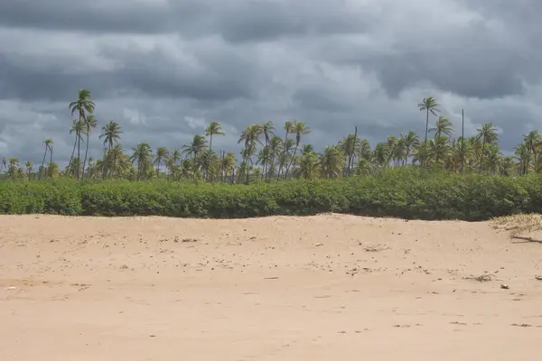 Paisagem Deslumbrante Cheia Coqueiros Mangue Areia Duna Dia Nublado — Fotografia de Stock