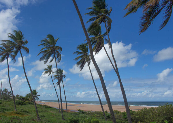 stunning landscape full of coconut trees in front of the beach in a sunny day