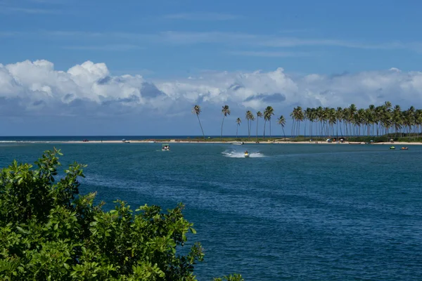 在阳光灿烂的日子里 一片美丽的海滩上 长满了椰子树 还有一棵孤零零的树 上面有许多小船 — 图库照片