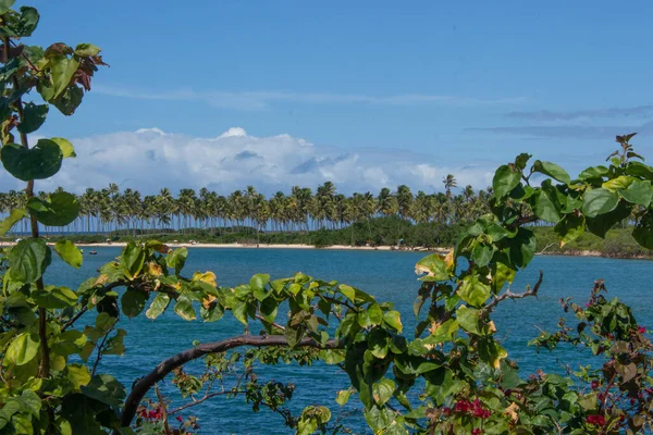 Fantastiskt Landskap Stranden Och Ett Träd Solig Dag — Stockfoto