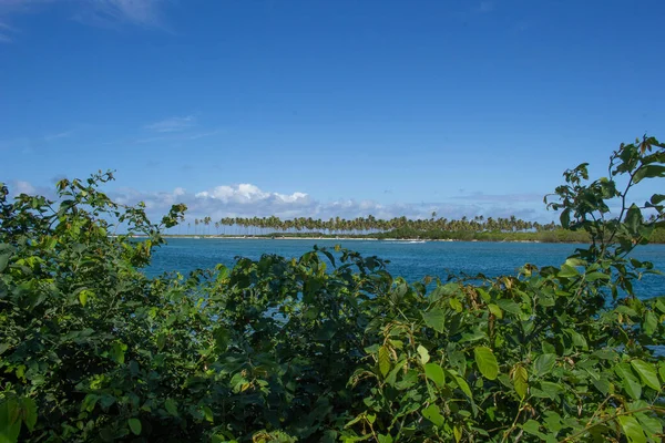 Fantastisk Landskap Stranden Full Kokosnötsträd Solig Dag — Stockfoto