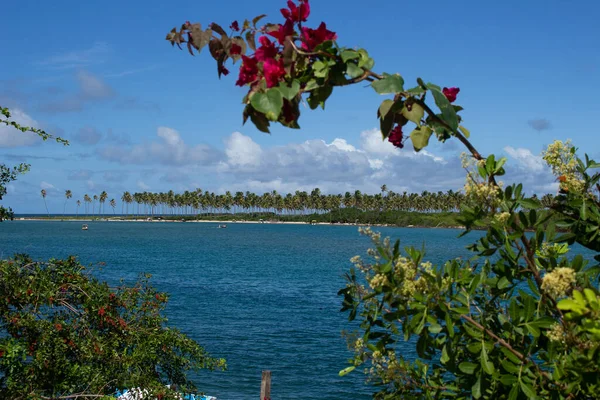 Oszałamiający Krajobraz Plaży Pełnej Kokosów Słoneczny Dzień — Zdjęcie stockowe