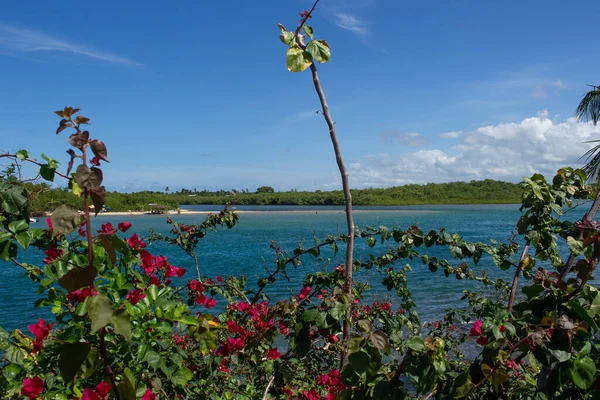 Paisagem Deslumbrante Praia Cheia Coqueiros Dia Ensolarado — Fotografia de Stock