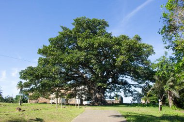  Praia do Forte, Bahia, Brezilya 'daki Garcia d' avila kalesinin girişi inanılmaz bir manzara. 