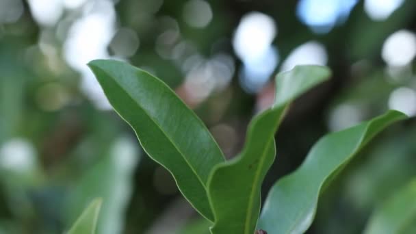 Primer Plano Las Hojas Verdes Con Fruta — Vídeos de Stock